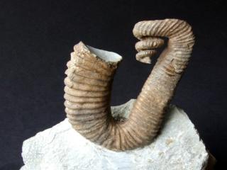 entrollter Ammonit aus dem Barremium