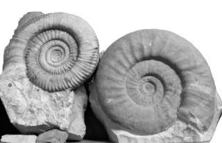 Ammoniten aus dem "Treuchtlinger Marmor" von Weißenburg